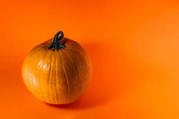 Abóbora Com Fundo Laranja — Fotografia de Stock