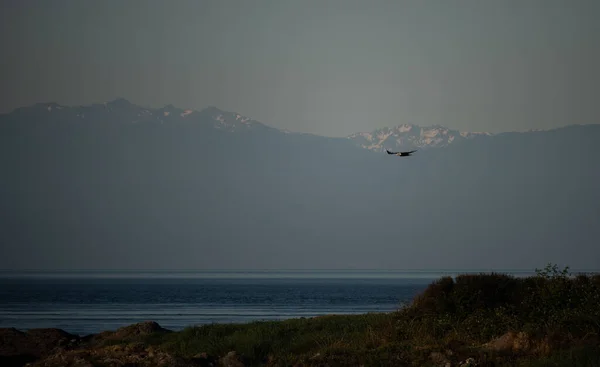 Kel kartal, bir dağ geçmişiyle Salish Denizi 'nde süzülüyor.