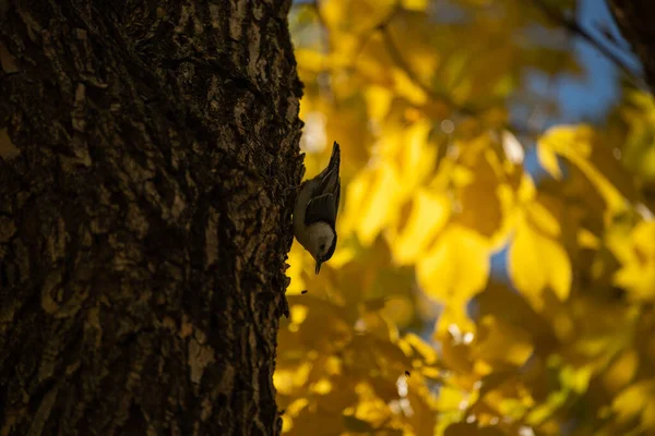 黄色い秋の葉に対する白い胸肉のシルエット — ストック写真