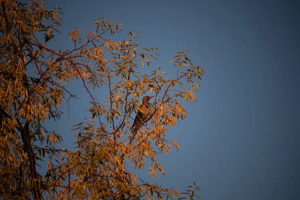 Nördliches Flimmern Genießt Einen Herbstlichen Sonnenaufgang — Stockfoto