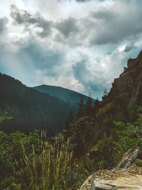 Transfagarasan, Transilvanya, Romanya dağları ve ormanları