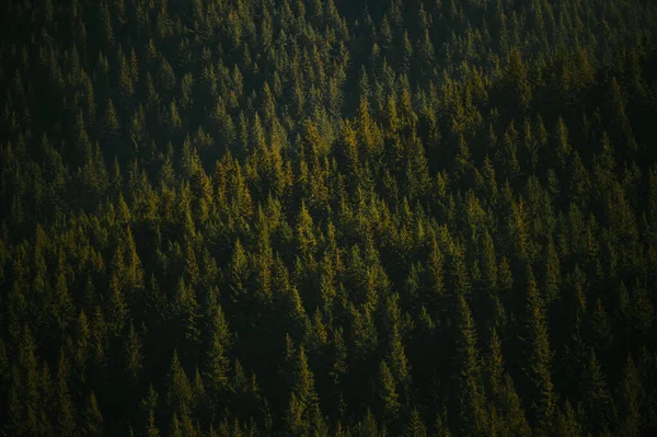 Prachtig Uitzicht Het Bos — Stockfoto