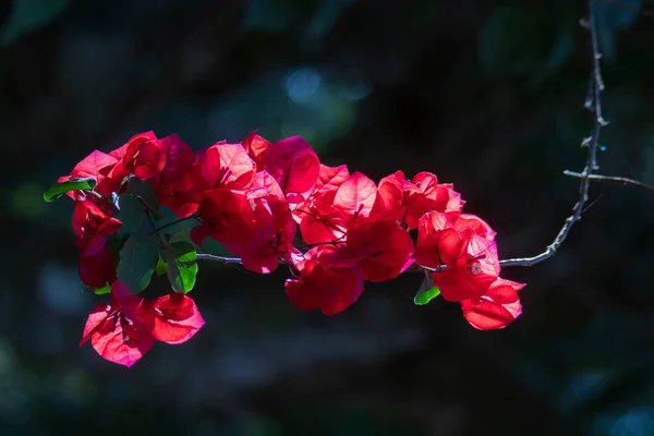 Κοντινό Πλάνο Όμορφων Κόκκινων Λουλουδιών Που Ανθίζουν — Φωτογραφία Αρχείου