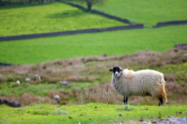 Beyaz ve siyah koyunlar, Yorkshire Dales manzaralı.
