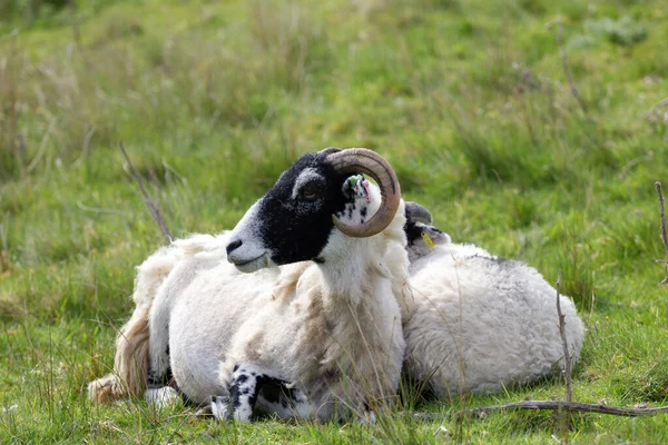 Madre Oveja Cordero Sentado Juntos Yorkshire Dales — Foto de Stock