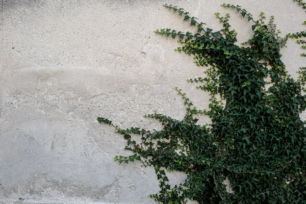 Dağlık bir arazide beton ve taştan yapılmış Gabion istinat duvarı