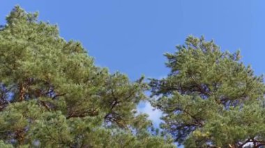 Ağaçların tepeleri güçlü rüzgardan sallanıyor bulutların arka planına doğru