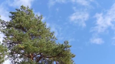 Ağaçların tepeleri güçlü rüzgardan sallanıyor bulutların arka planına doğru