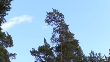 Ağaçların tepeleri güçlü rüzgardan sallanıyor bulutların arka planına doğru