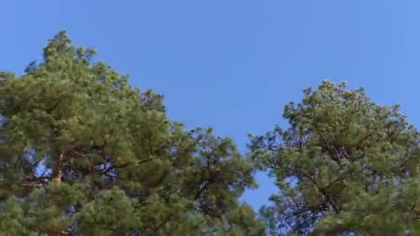 Las copas de los árboles se balancean del fuerte viento sobre el fondo de las nubes — Vídeo de stock
