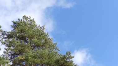 Ağaçların tepeleri güçlü rüzgardan sallanıyor bulutların arka planına doğru