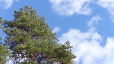 Ağaçların tepeleri güçlü rüzgardan sallanıyor bulutların arka planına doğru