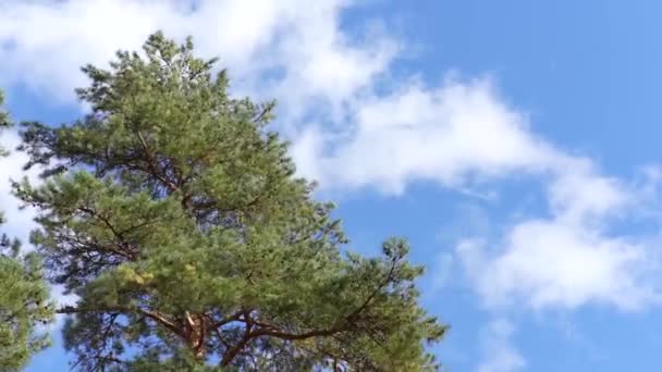 Οι κορυφές των δέντρων ταλαντεύονται από τον δυνατό άνεμο στο φόντο των νεφών. — Αρχείο Βίντεο