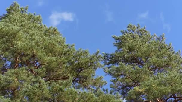 A fák teteje ingadozik az erős széltől a felhők hátterében. — Stock videók