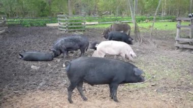Ahırda yürüyen domuzlar. Çiftlikteki hayat yolunda koşuşturan domuzlar..