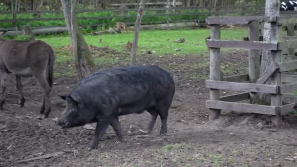 猪走在笔下 猪在农场的围场里跑来跑去 — 图库视频影像