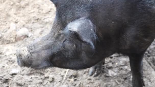 Varkens Die Bak Lopen Varkens Rennen Rond Paddock Manier Van — Stockvideo