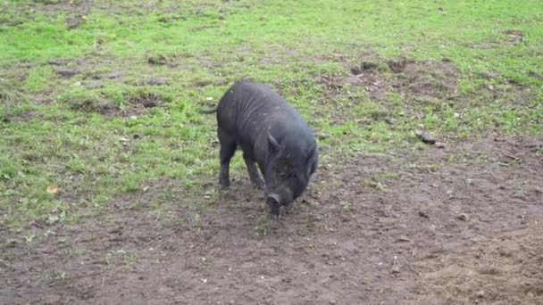 Cerdos Caminando Corral Cerdos Corriendo Paddock Forma Vida Granja — Vídeo de stock