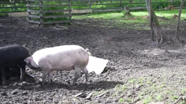 Cerdos Caminando Corral Cerdos Corriendo Paddock Forma Vida Granja — Vídeo de stock