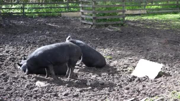 Varkens die in de bak lopen. Varkens rennen rond in de paddock manier van leven op de boerderij. — Stockvideo