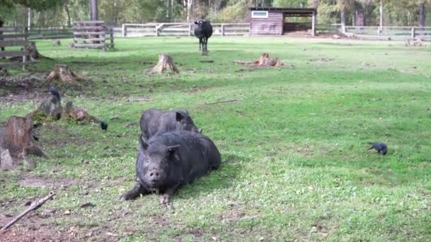 Varkens die in de bak lopen. Varkens rennen rond in de paddock manier van leven op de boerderij. — Stockvideo