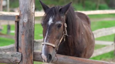 Çiftlikteki atlar otlakta