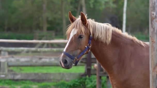 Pferde Auf Dem Bauernhof Der Koppel — Stockvideo