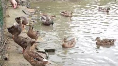 Bir kız çiftlik havuzunda ördekleri besler.