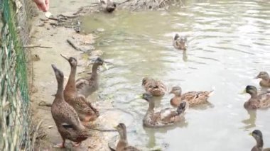 Bir kız çiftlik havuzunda ördekleri besler.