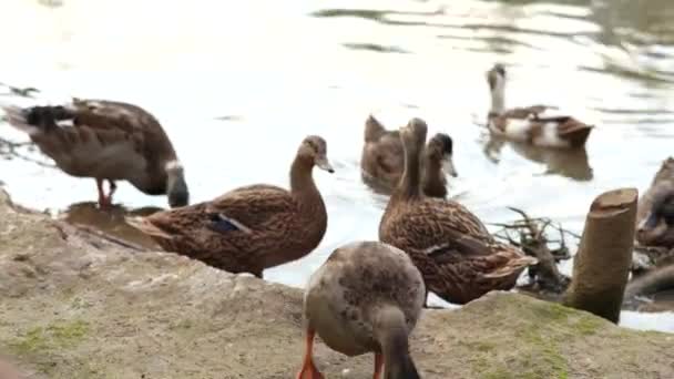 Bir Kız Çiftlik Havuzunda Ördekleri Besler — Stok video