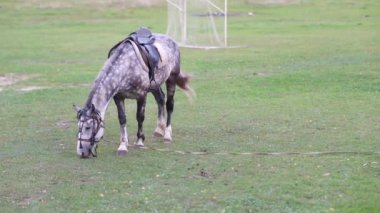 Bir at futbol sahasının çimlerinde otluyor.