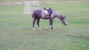 Bir at futbol sahasının çimlerinde otluyor.