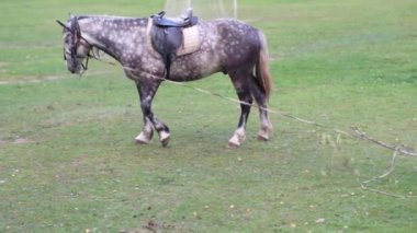 Bir at futbol sahasının çimlerinde otluyor.