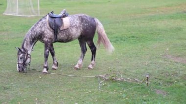 Bir at futbol sahasının çimlerinde otluyor.