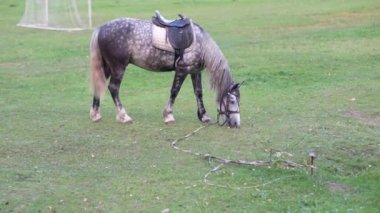 Bir at futbol sahasının çimlerinde otluyor.
