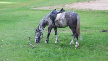 Bir at futbol sahasının çimlerinde otluyor.