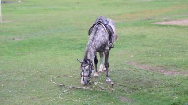 Bir at futbol sahasının çimlerinde otluyor.