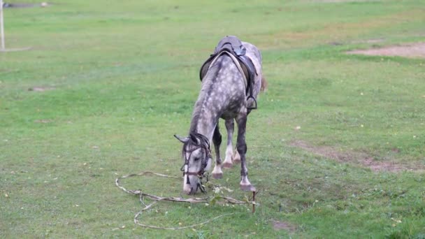 马在足球场的草地上吃草 — 图库视频影像