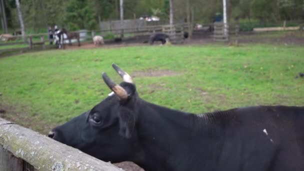 Une Vache Dans Une Ferme Enclos Les Gens Ferme Nourrissent — Video