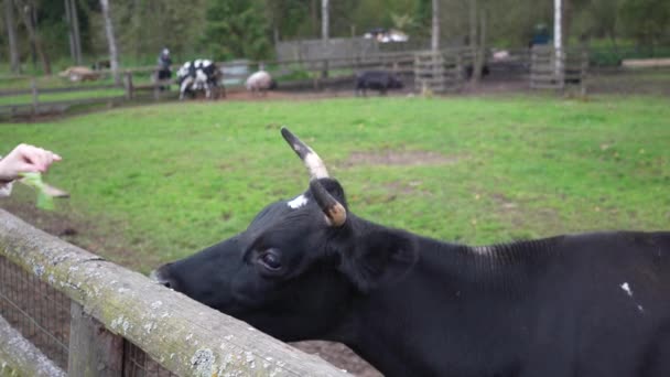 Une Vache Dans Une Ferme Enclos Les Gens Ferme Nourrissent — Video