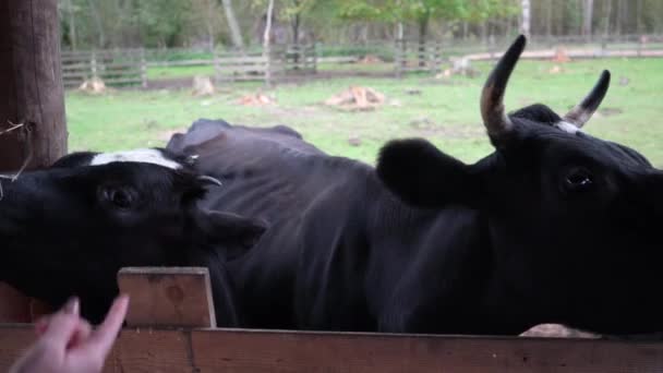钢笔里的农场里的牛 农场里的人喂牛 — 图库视频影像