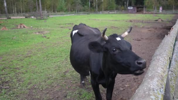 Une Vache Dans Une Ferme Enclos Les Gens Ferme Nourrissent — Video