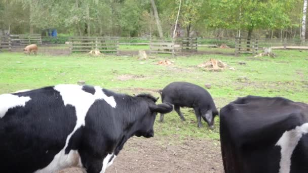 Une Vache Dans Une Ferme Enclos Les Gens Ferme Nourrissent — Video