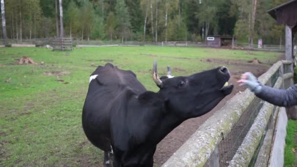 Une Vache Dans Une Ferme Enclos Les Gens Ferme Nourrissent — Video