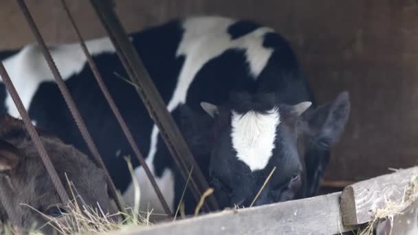 Une Vache Dans Une Ferme Enclos Les Gens Ferme Nourrissent — Video