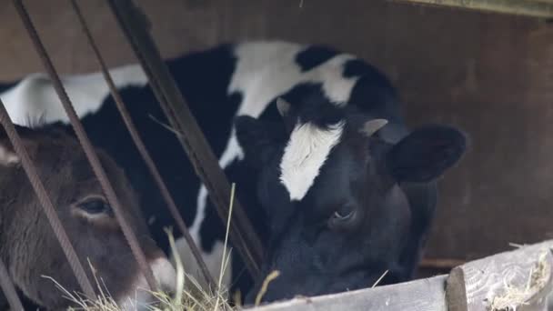 钢笔里的农场里的牛 农场里的人喂牛 — 图库视频影像