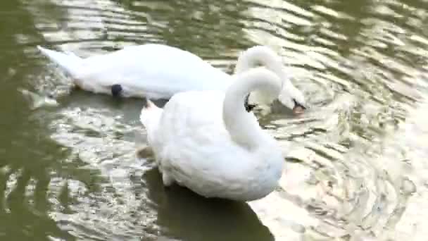Λευκός Κύκνος Κολυμπάει Στη Λίμνη — Αρχείο Βίντεο