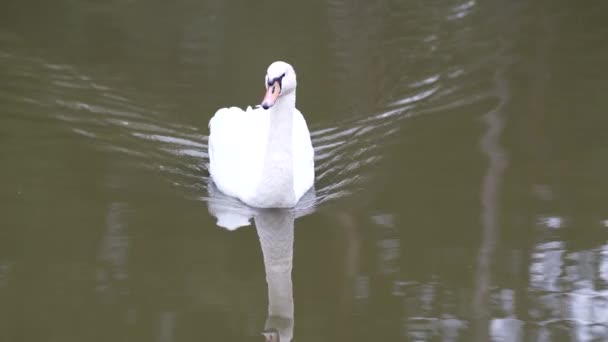 白い白鳥がオナ池を泳いでいる — ストック動画
