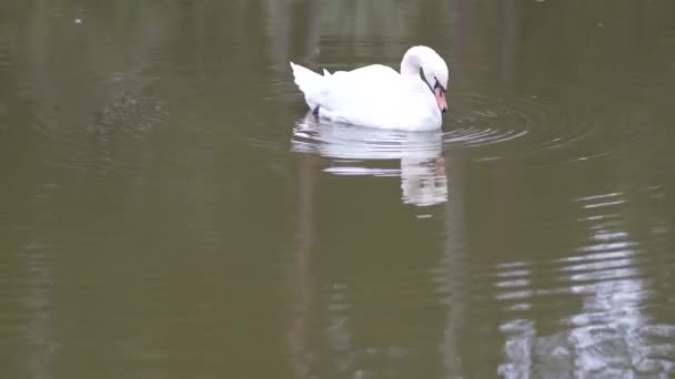 Biały Łabędź Pływa Stawie — Wideo stockowe