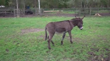 Hayvanat bahçesindeki yeşil çimlerde bir eşek yürüyor.